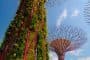 supertree-grove-gardens_by_the_Bay