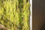 exterior-Casa-Brahler-revestimiento-vegetal